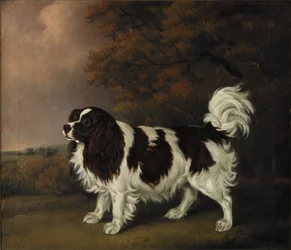 Studie van een King Charles Spaniel